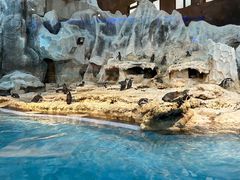 -帝企鹅自助餐厅•儿童岛•真企鹅(长隆企鹅酒店)