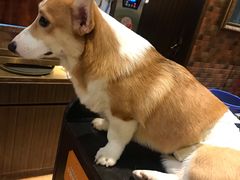 -more than meow吴止猫主题餐厅(承德 中船汇店)