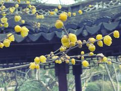 -上海醉白池公园