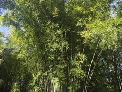 -望江楼公园