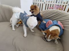 -怪兽屋·羊驼·猫咖·狗咖(俊华广场店)