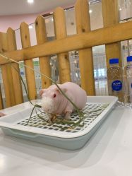 -Moni星球萌宠·小马宝莉·灵蛇·高端高阶全萌宠互动体验俱乐部(红豆国际广场店)