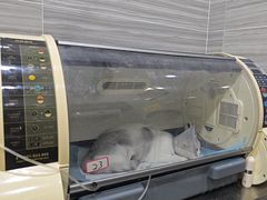 -瑞派名望志远动物医院·猫科·內科·异宠专科(直港大道店)