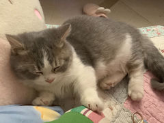 -猫十亿·布偶金渐层·曼基康矮脚猫舍(青年路店)