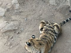 -西霞口神雕山野生动物世界