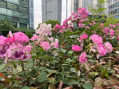 -公平路渡口(轮渡站)