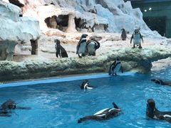 -帝企鹅自助餐厅•儿童岛•真企鹅(长隆企鹅酒店)