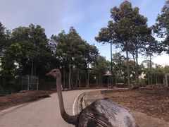 -清迈夜间动物园