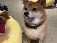 -逗柴咖啡屋·狗咖猫咖宠物桌游