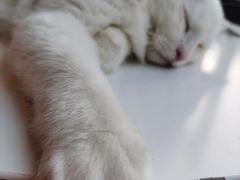 -猫儿山۰猫主题餐厅