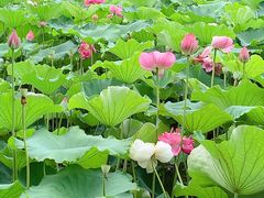-黄兴公园