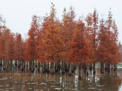 -白鹭湾湿地公园