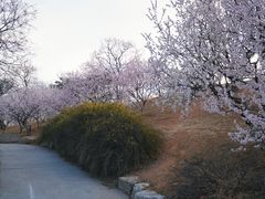 -北京西山国家森林公园