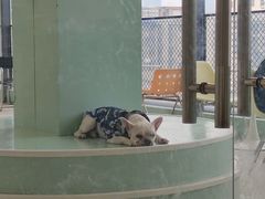 -怪兽屋·羊驼·猫咖·狗咖(俊华广场店)