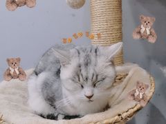 -极木²邸 人与宠物·互动社区