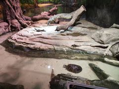 -正佳雨林生态植物园