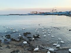 -烟墩角天鹅湖