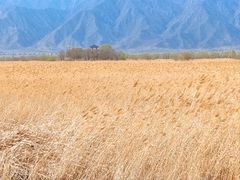-野鸭湖国家湿地公园