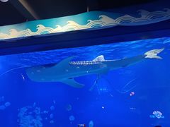 -烟台海昌鲸鲨海洋公园