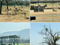 景点-西安秦岭野生动物园