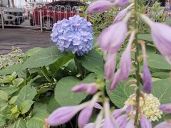 -茶颜悦色(花园道店)