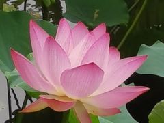 -荔湾湖公园