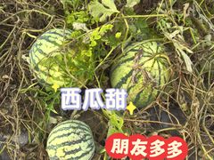 -庞各庄西瓜蔬菜采摘园·锦华瓜园