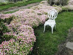 -紫颐香薰山谷景区