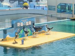 -秦皇岛乐岛海洋王国