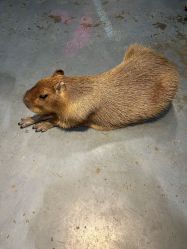 -Zoolung Zoolung动物主题公园(海信广场店)