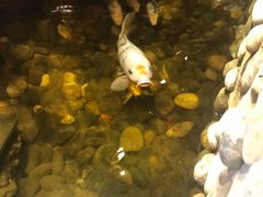 -宴桃园(门头沟店)