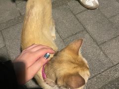 -观音桥步行街