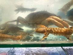 -鲜入围煮花胶鸡海鲜火锅