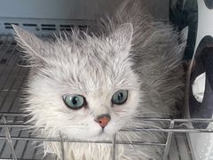 -宠颐生动物医院·心脏科·保险定点(锦阳分院)