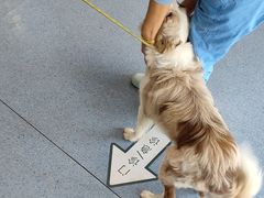 -顺强宠物诊所·狂犬免疫·夜诊·骨科(嘉定店)