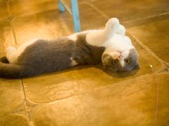 -共舞时光猫咖·狗咖(新街口店)