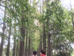 -上海长兴岛郊野公园