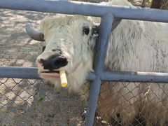 -长白岛森林公园