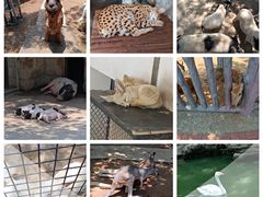 -石家庄市动物园