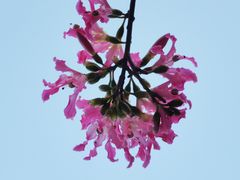 -香蜜公园