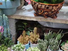 -桂林市花鸟市场