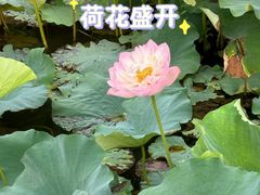 -渌洋湖湿地公园