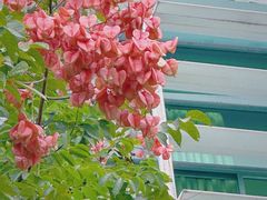 -广东中医药博物馆