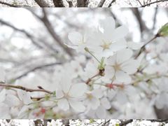 -西北湖绿化广场