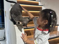 -琪喵猫屋·撸猫猫咖·猫舍