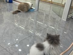 -爱洗澡的猫(天河路店)