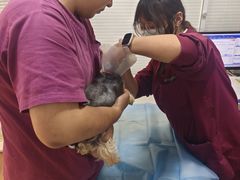 -瑞派·关忠动物医院(国瑞店)