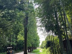 -同里国家湿地公园