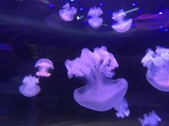 -沙沙哗啦海洋馆(华宇百花谷店)
