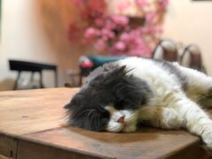 -李小姐の猫咖啡馆(五角场店)